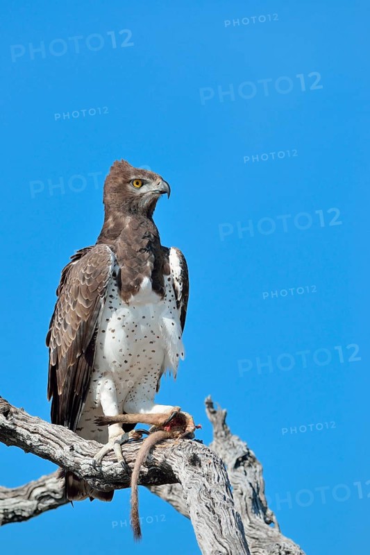 Martial Eagle (Polemaetus bellicosus)