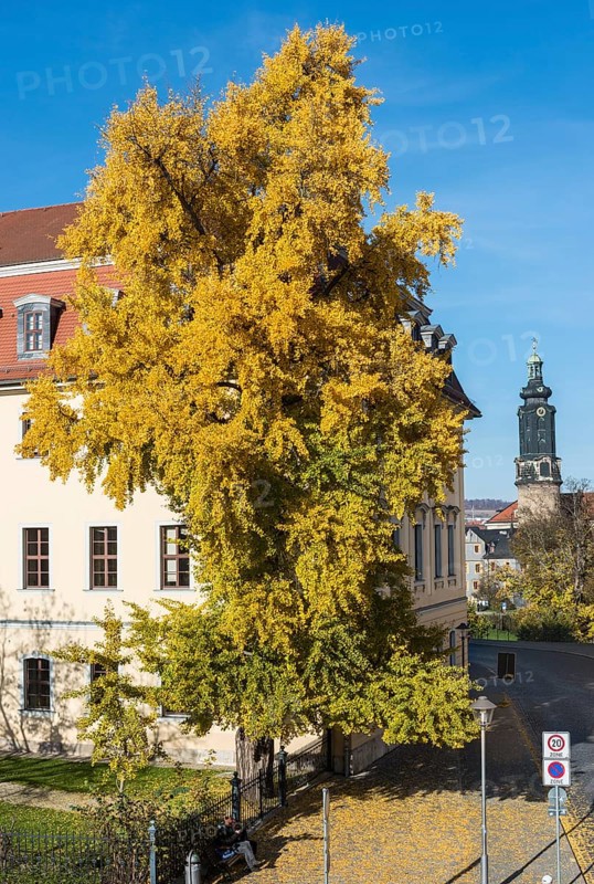 Ginkgo tree in autumn colors