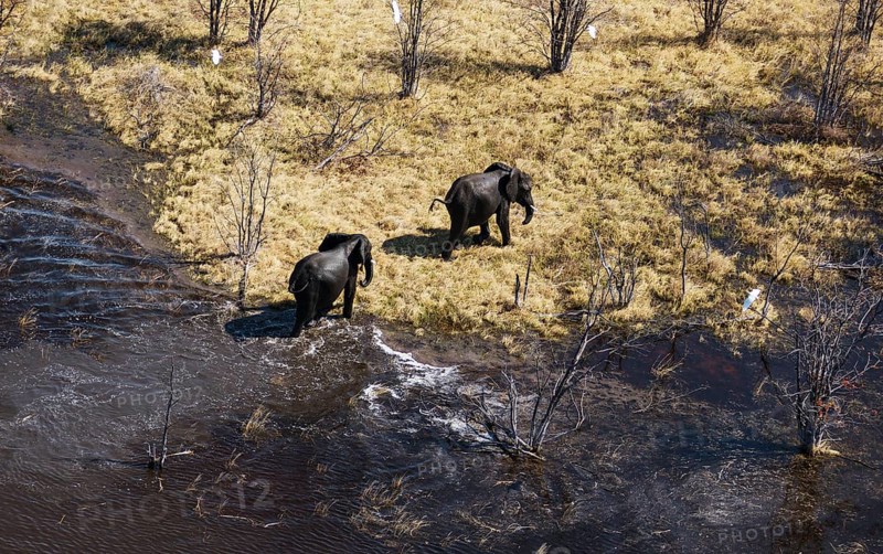 African Elephants (Loxodonta africana)