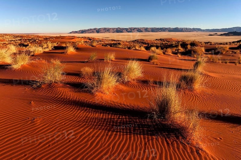 Sand dunes with grass in the evening light