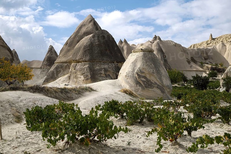 Vines and tufa formations in Love Valley