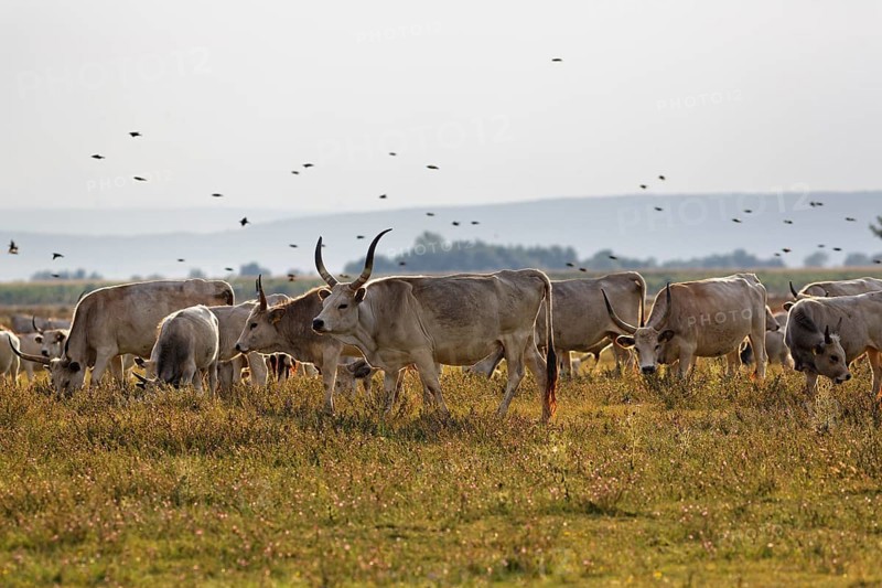 Herd