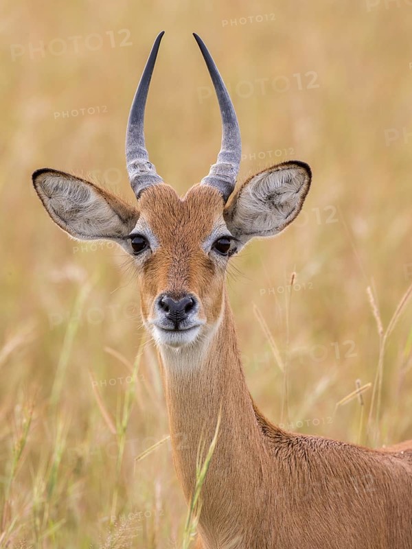 Ugandan Kob (Kobus kob thomasi)