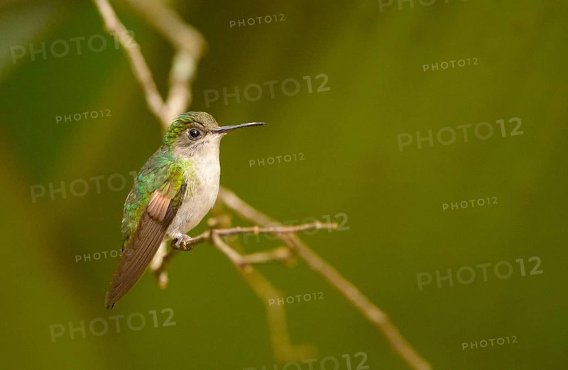 Black-bellied Hummingbird (Eupherusa nigriventris)