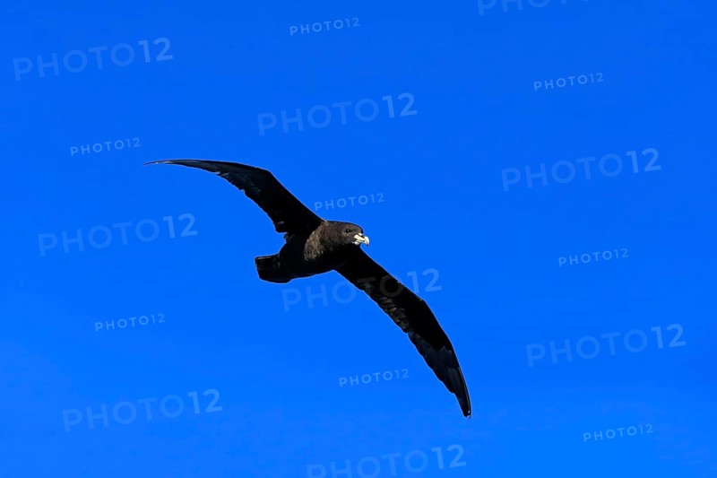 White-chinned Petrel or Cape Hen (Procellaria aequinoctialis)