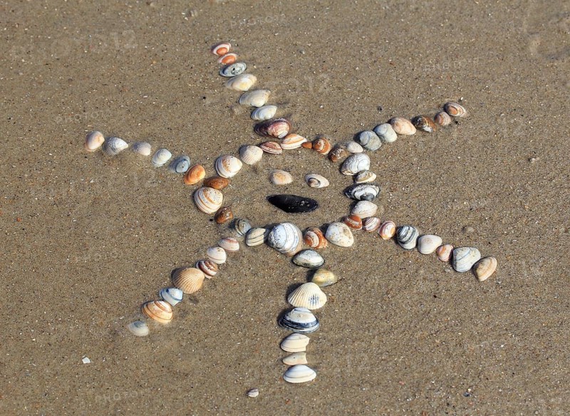 Cockles (Cerastoderma edule) arranged in the shape of a sun in the sand