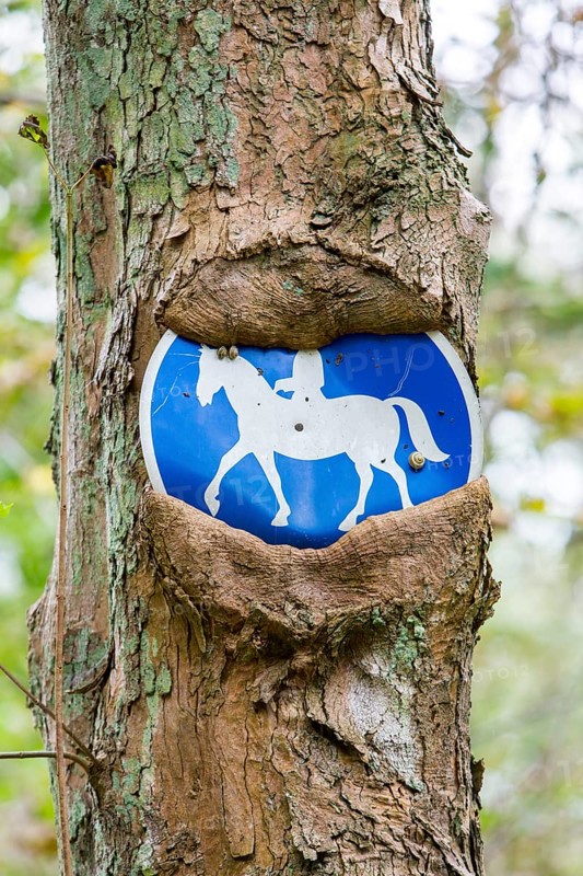 Sign bridleway grown in to tree