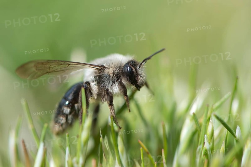 Ashy mining bee (Andrena cineraria)