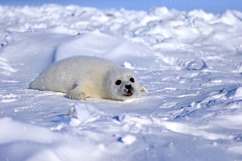 Harp Seal or Saddleback Seal (Pagophilus groenlandicus