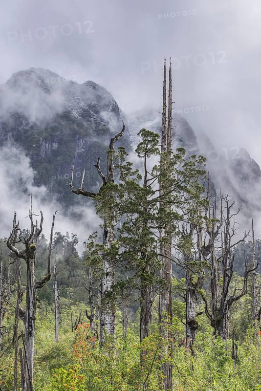 Dead trees in front of mountains with fresh snow