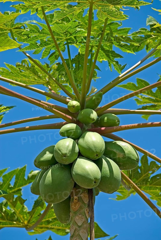 Papaya fruits on a tree