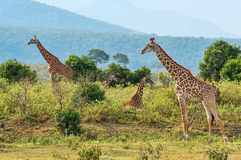 Giraffes (Giraffa camelopardalis)
