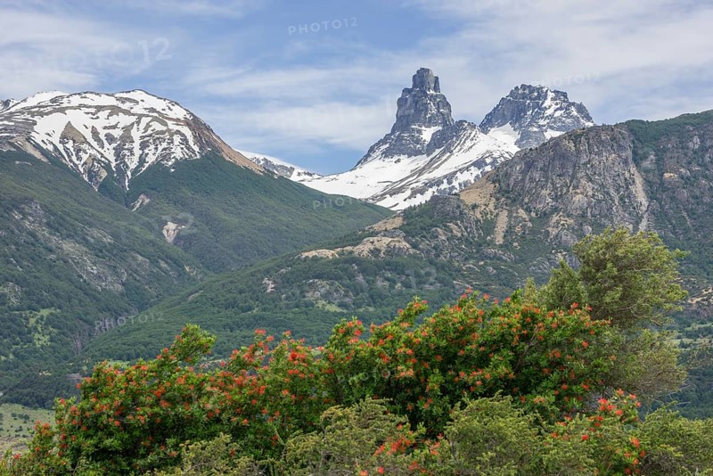 Snowy mountains and Chilean fire bush