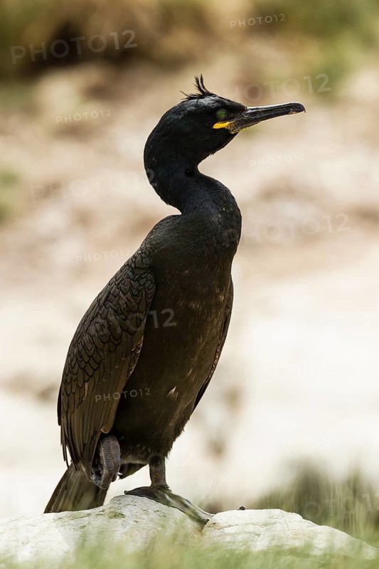 European Shag (Phalacrocorax aristotelis)
