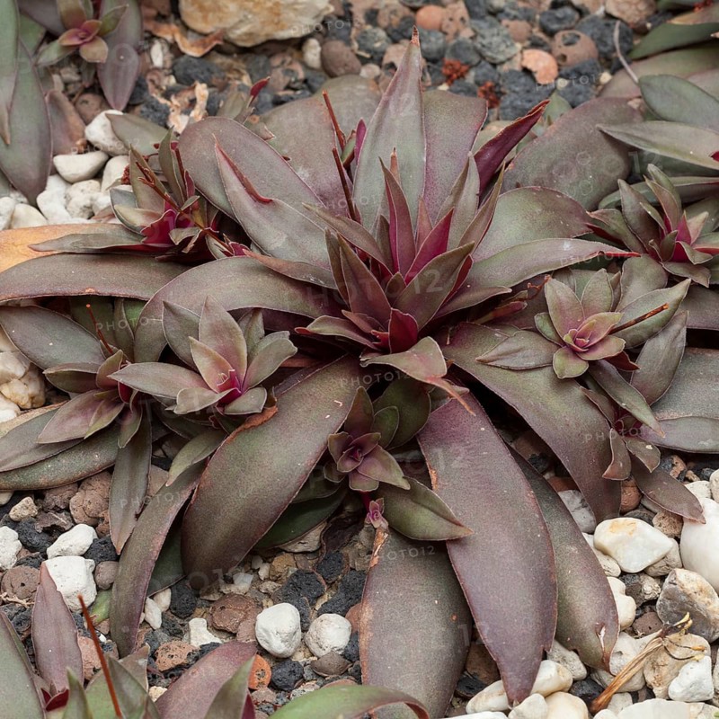 Crassula orbicularis var. rosularis