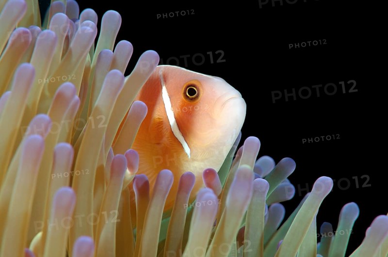 Pink Skunk Clownfish or Pink Anemonefish (Amphiprion perideraion)