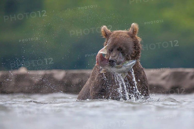 Brown bear (Ursus arctos)