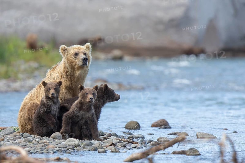 Brown bear (Ursus arctos)
