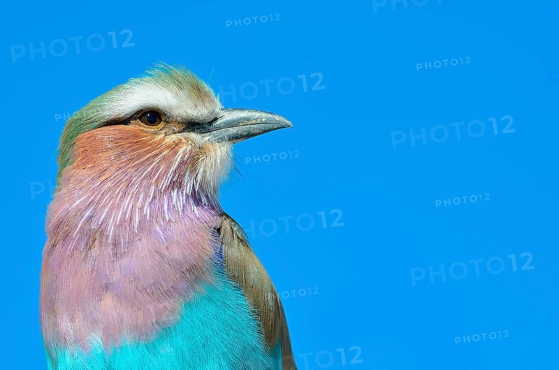 Lilac-breasted Roller (Coracias caudatus)