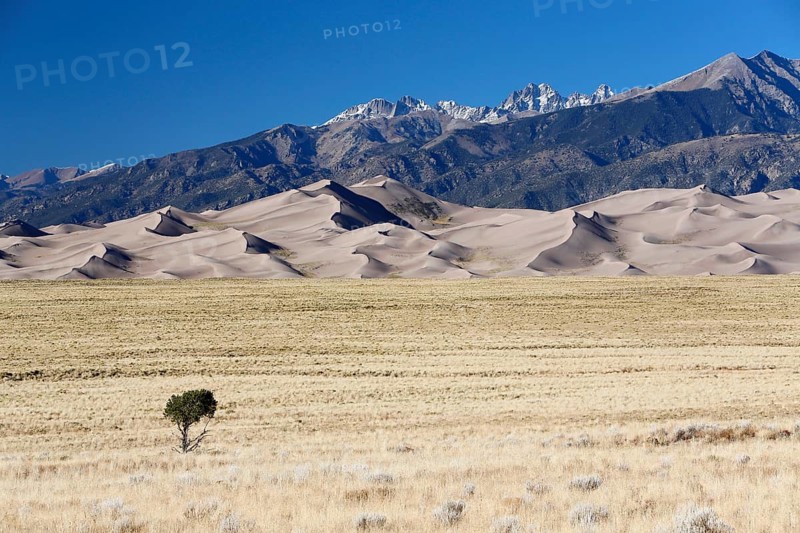 Single tree