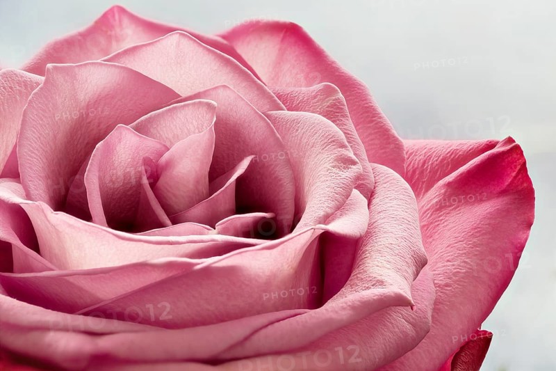 Pink rose