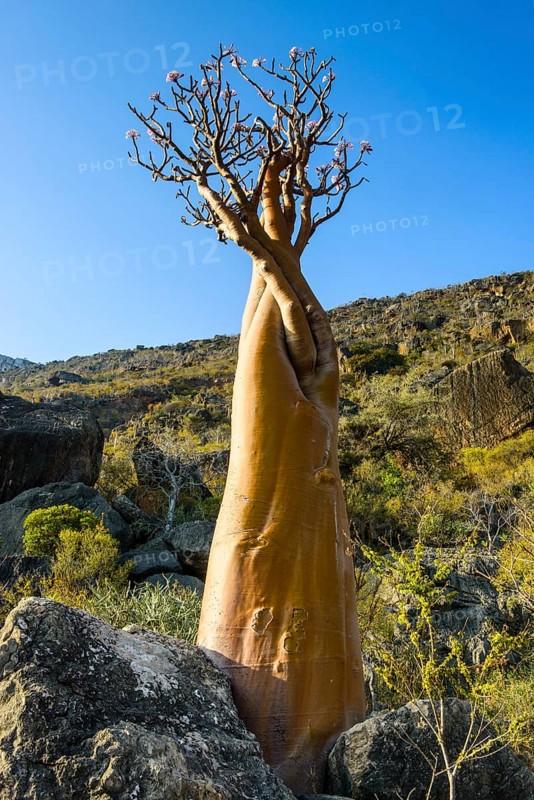 Bottle Tree (Adenium obesum) in bloom