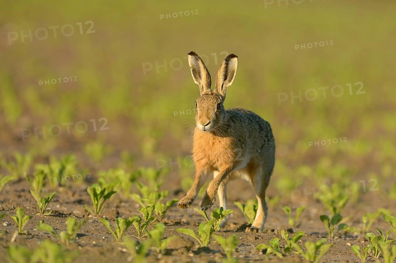 Running hare (Lepus europaeus) in a field