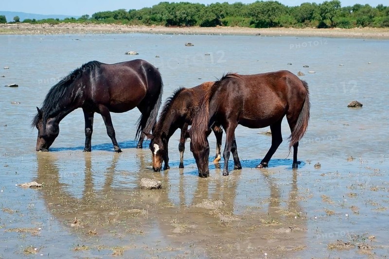 Wild horses with a foal at the pond of Pauli Majori