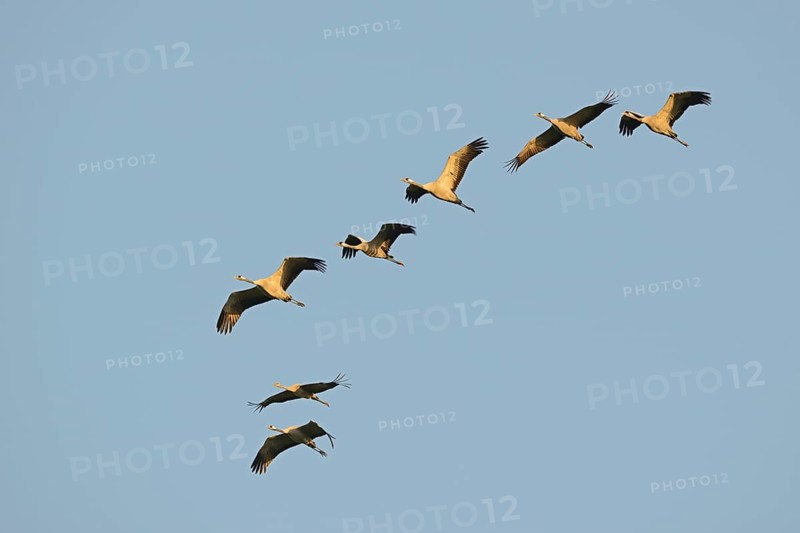Cranes (Grus grus) in flight