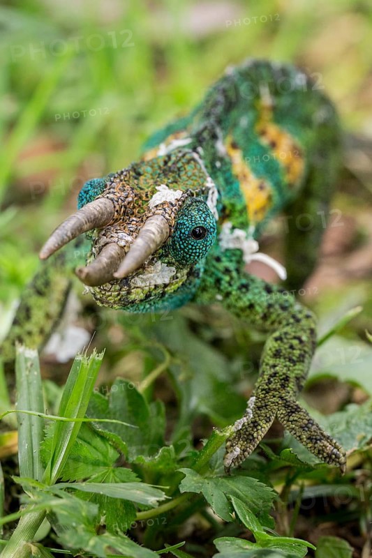 Jackson's Chameleon (Trioceros jacksonii)