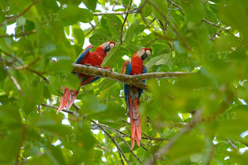 Scarlet Macaws (Ara macao) perched on an Indian Almond tree (Terminalia catappa)