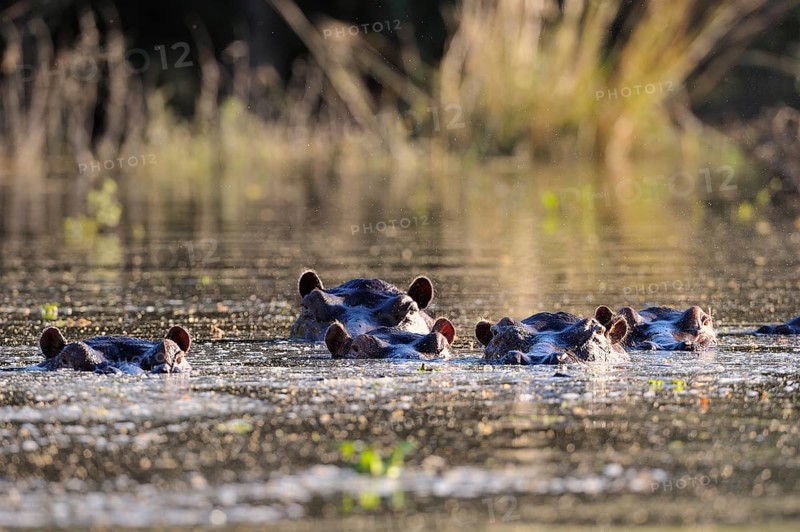 Hippopotamus (Hippopotamus amphibicus) group in water