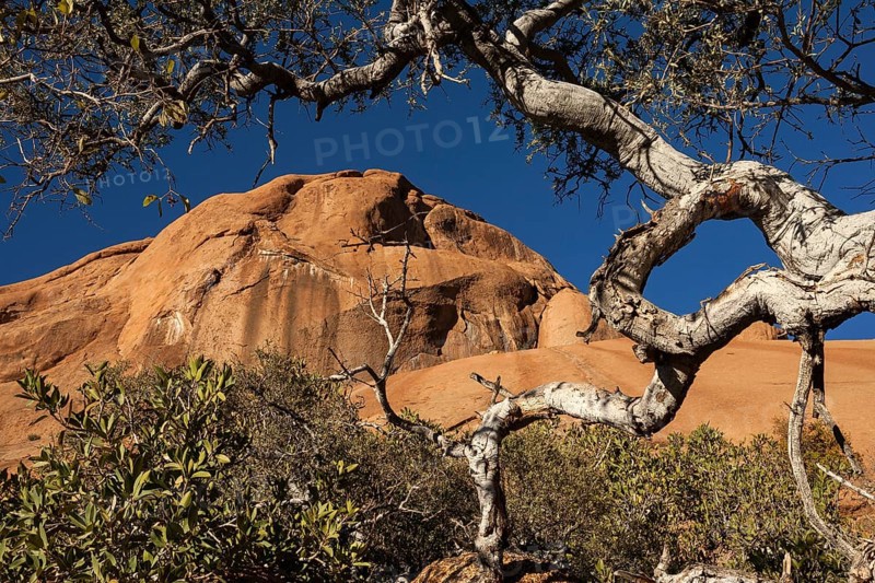 Shepherd's tree (Boscia albitrunca)