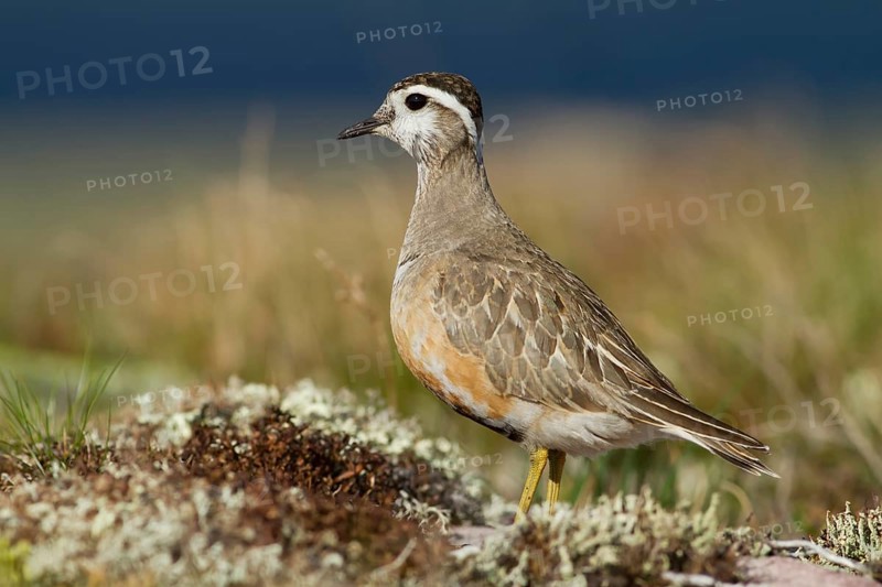 Eurasian Dotterel (Charadrius morinellus) in the fell