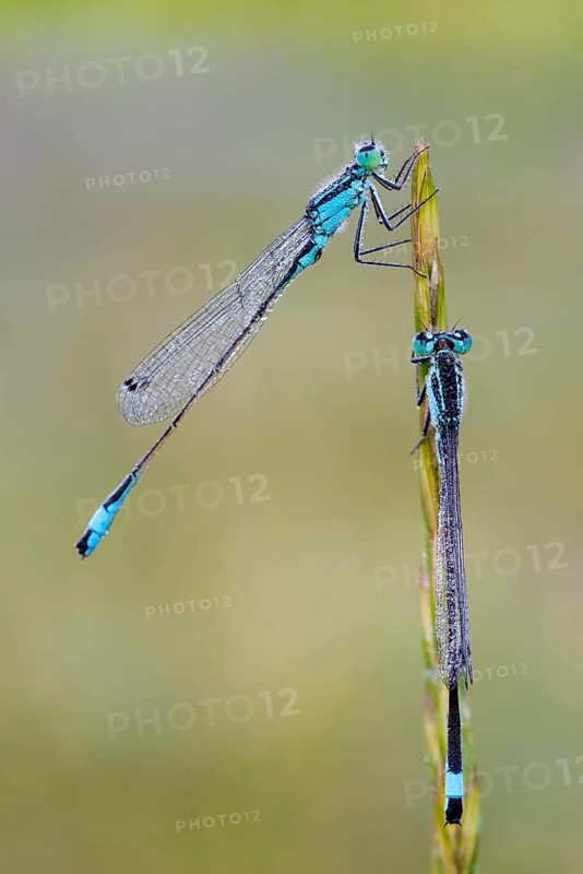 Blue-tailed Damselfly (Ischnura elegans)