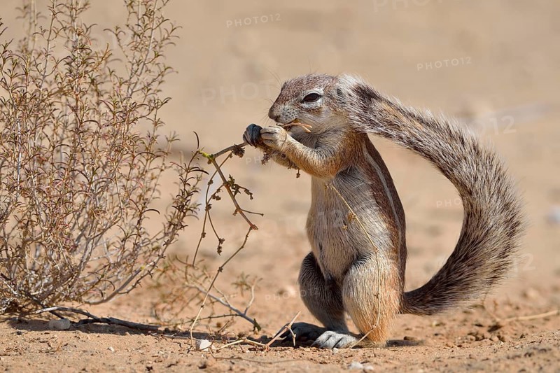 Cape ground squirrel (Xerus inauris)