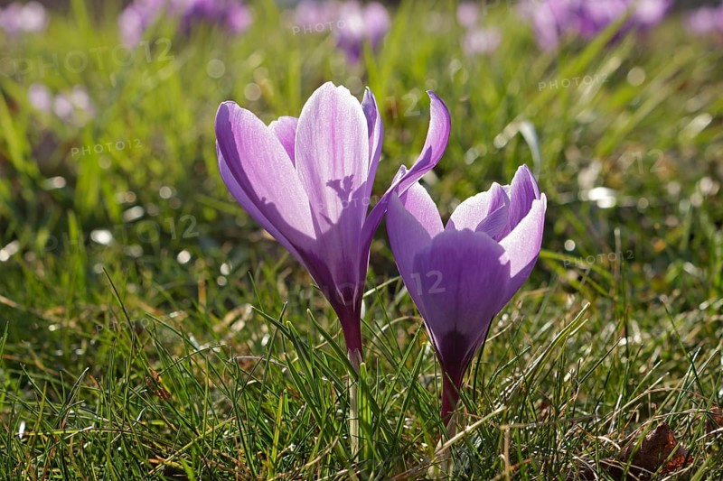 Purple crocuses (Crocus)