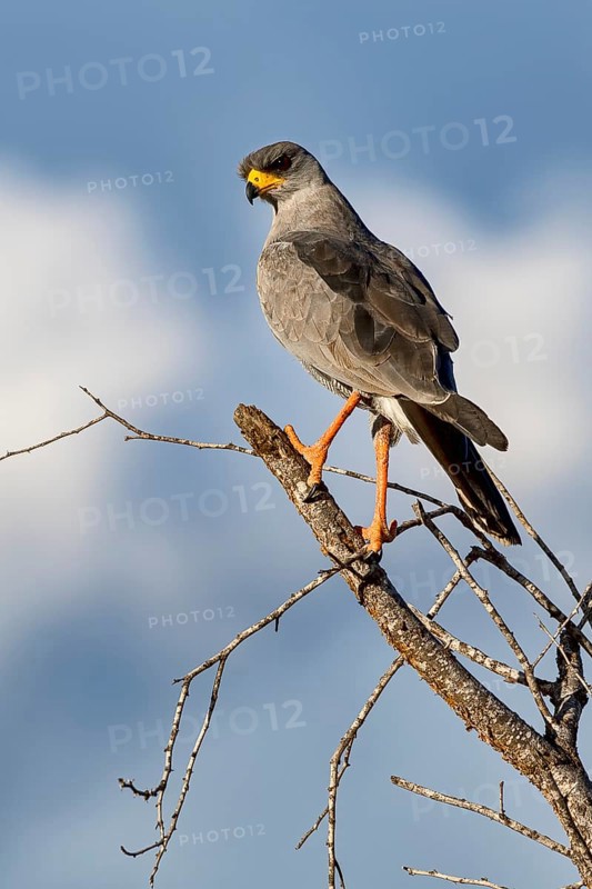 Eastern Chanting Goshawk (Melierax poliopterus)