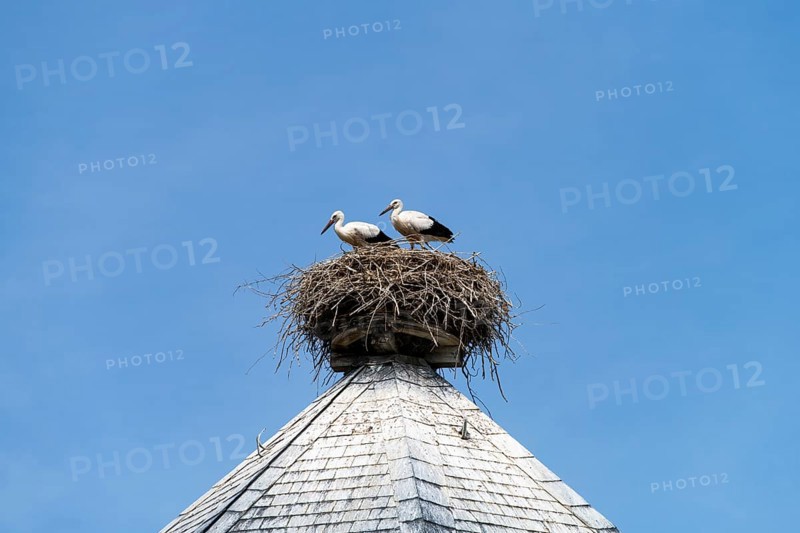 Young White storks (Ciconia ciconia) in the nest on the roof of a water tower in the village Ruhstadt