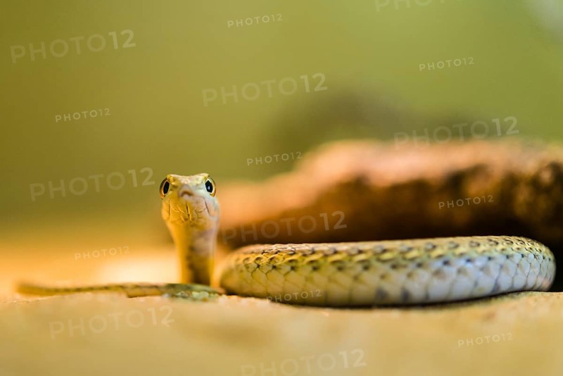 Namib Sand Snake (Psammophis namibensis)