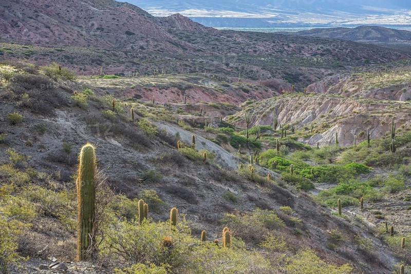 Plateau with Echinopsis atacamensis cacti