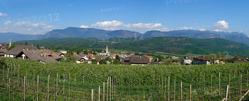 Vines