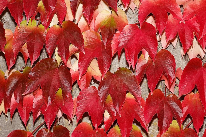 Japanese Creeper (Parthenocissus tricuspidata)