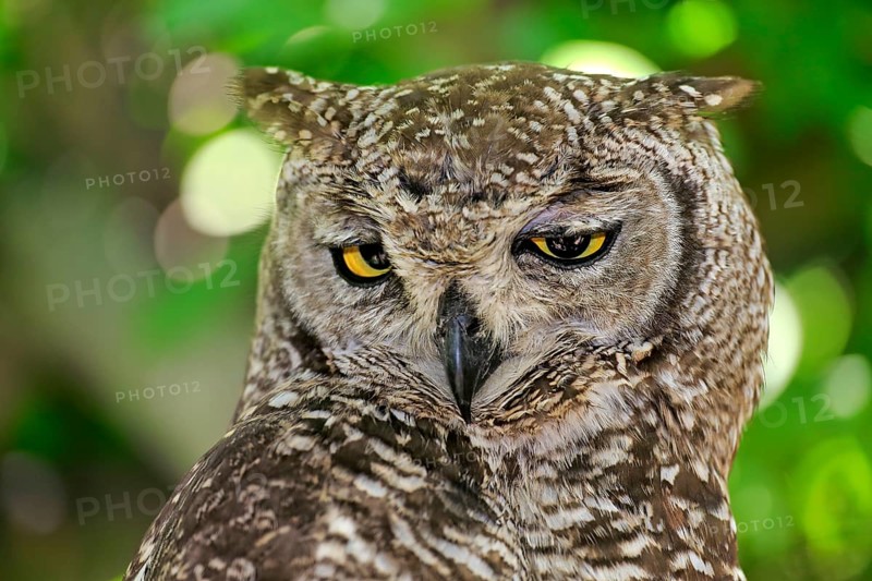Spotted Eagle-owl (Bubo africanus)