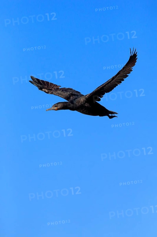 Cape Cormorant or Cape Shag (Phalacrocorax capensis)