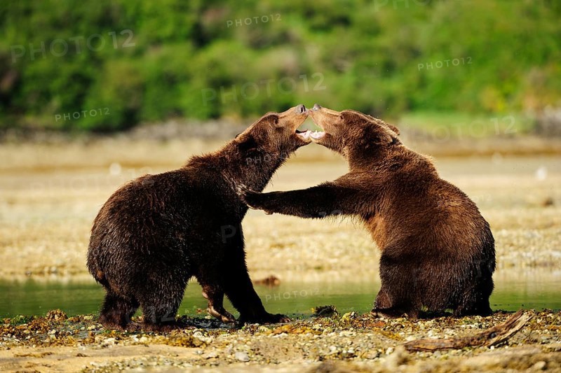 Two Brown Bears (Ursus arctos) play-fighting with each other