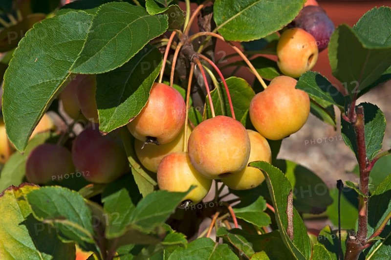 Ornamental Apple 'Golden Hornet' (Malus sp.)