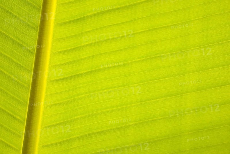 Banana leaf