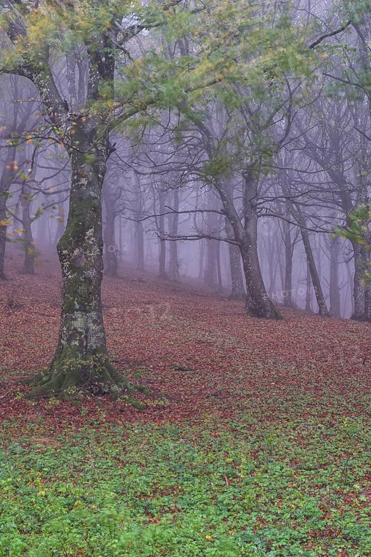 Autumn in the forest with fog