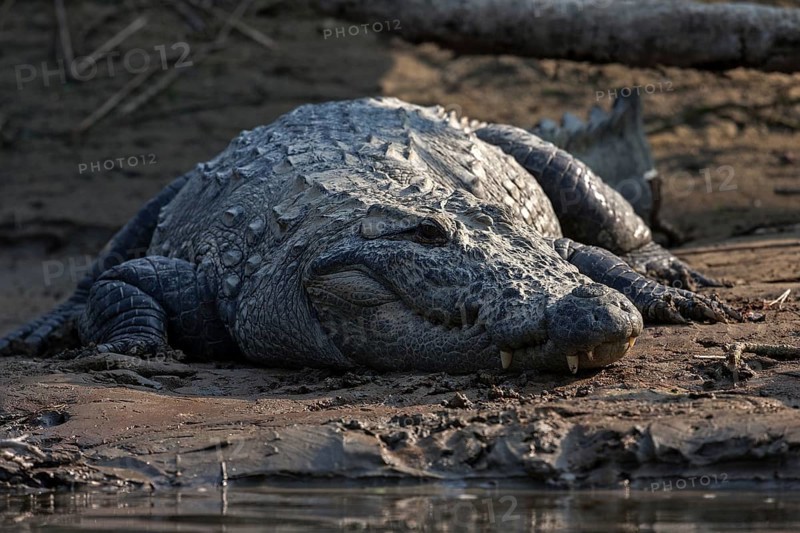 Mugger crocodile (Crocodylus palustris) on the banks of the East Rapti River in Chitwan National Park